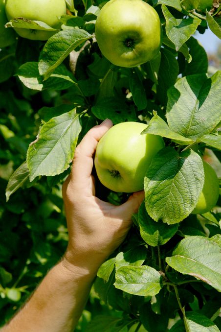 Äpfel pflücken im Haseldorfer Obstgarten