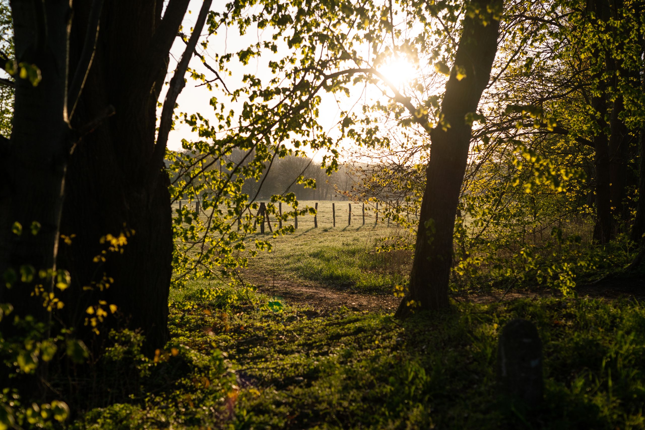 Weg durch die Auwiesen bei Sonnenaufgang.