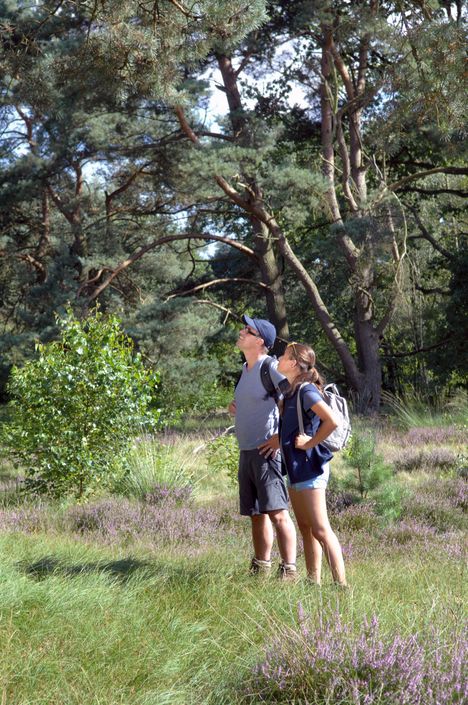 Ein Paar wandert durch die Heidelandschaft der Holmer Sandberge.