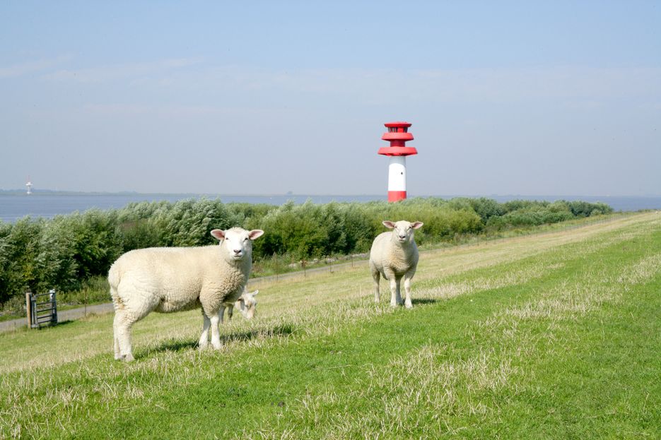 Zwei Schafe stehen entspannt auf dem Elbdeich. Im Hintergrund ist die Elbe und ein rotweißer Leuchtturm zu sehen.