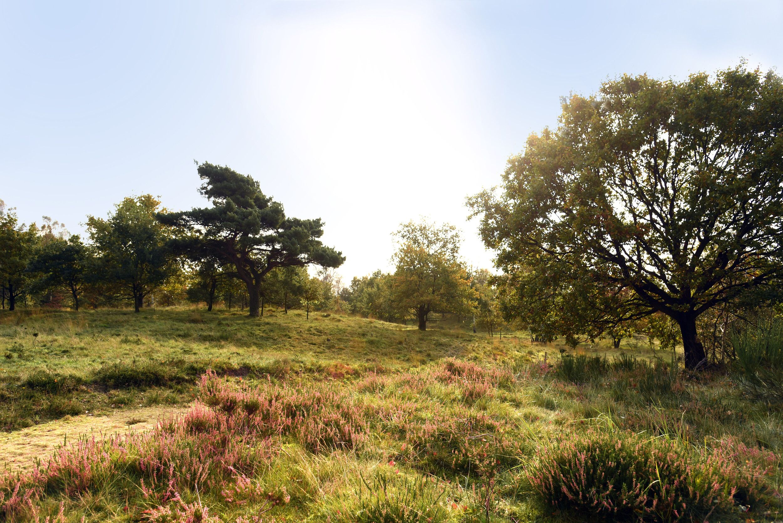 Blick über die idyllische Heidelandschaft der Nordoer Heide bei abendlicher Stimmung.