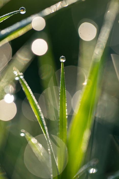 Detailaufnahme vom Tau im Gras