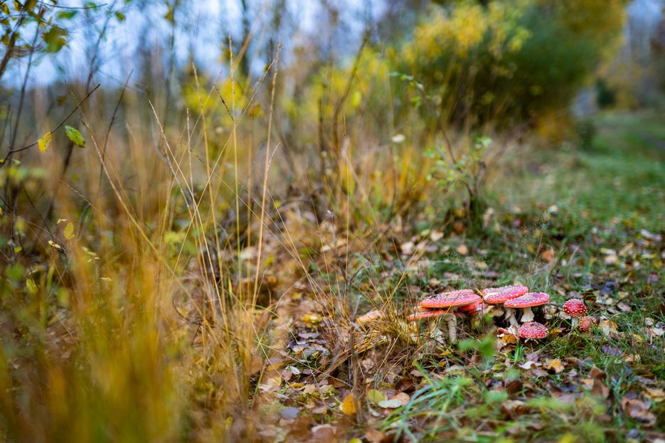 Nahaufnahme von einer Gruppe von Pilzen im herbstlichen Wald.