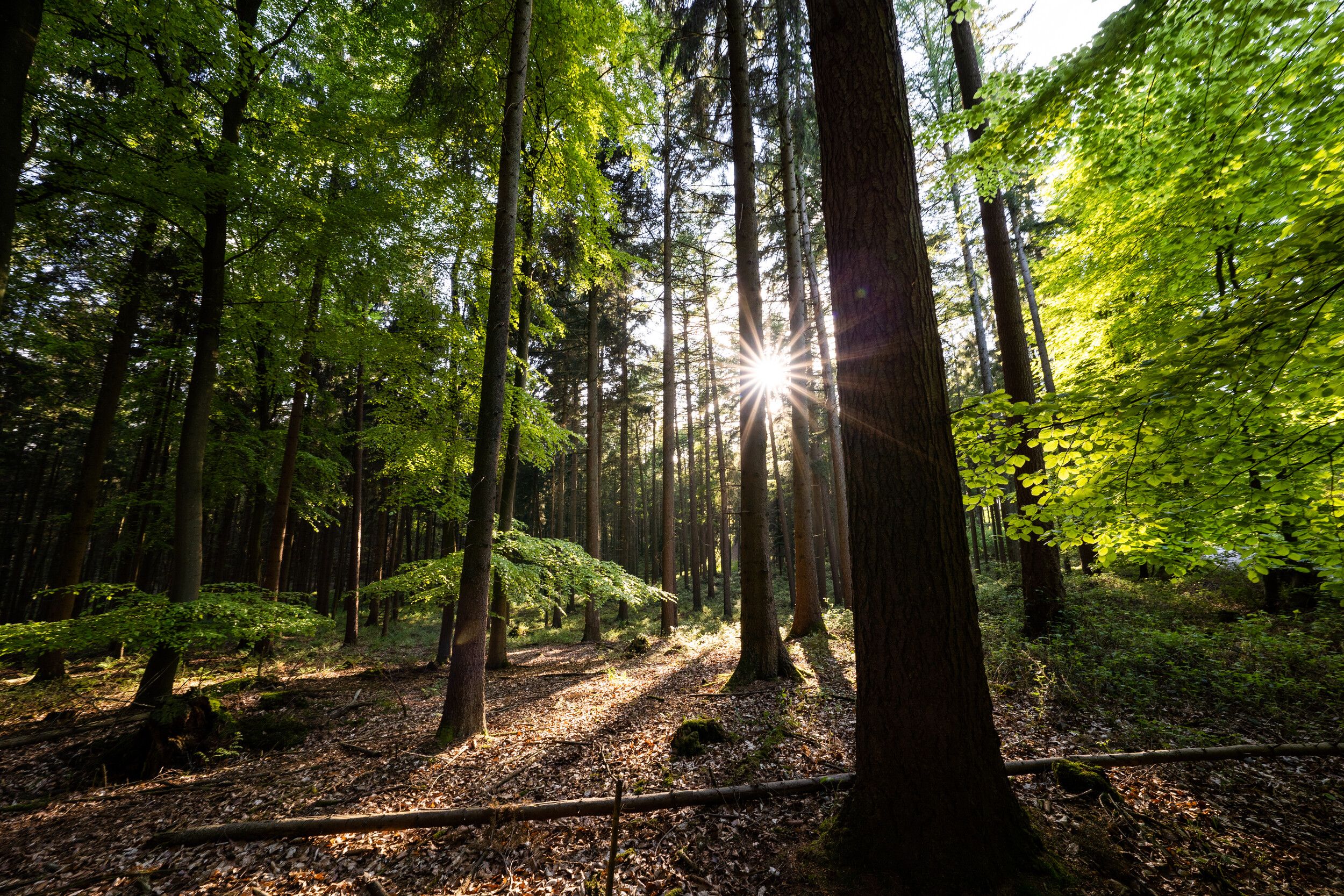 Sonne scheint zwischen den Bäumen hindurch. 