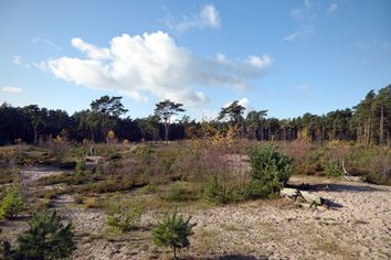 Blick über die Dünen- und Heidelandschaft der Holmer Sandberge.