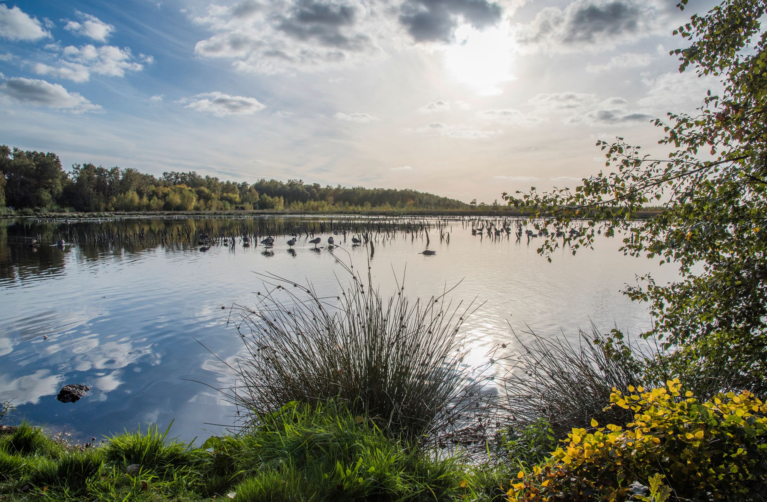 Idyllische Natur am See