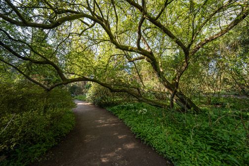 Ein Sandweg führt unter einem alten, weit verzweigten Baum hindurch.