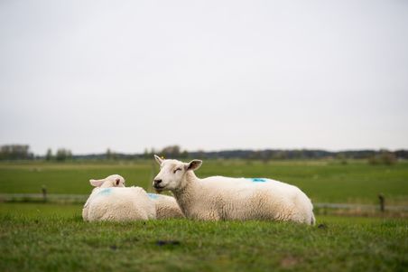 Schafe und ihre Lämmer grasen zufrieden am Elbdeich in Wedel.